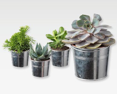 Plantes succulentes GARDENLINE(R)
