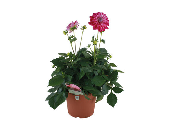 Dansk dahlia