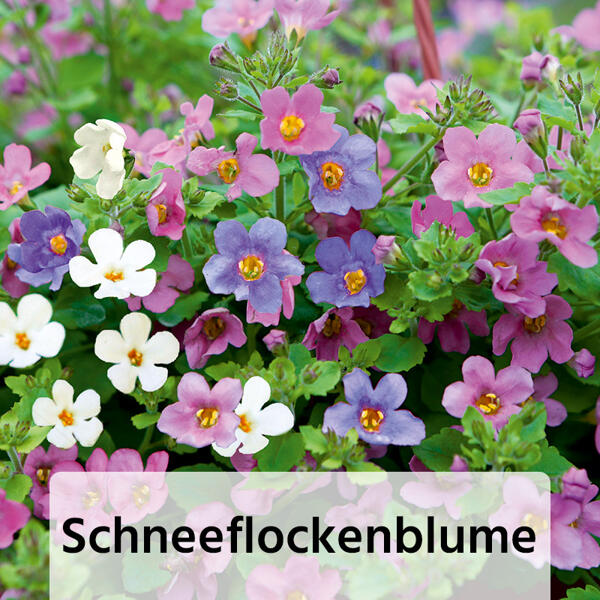 Sommerblumen
