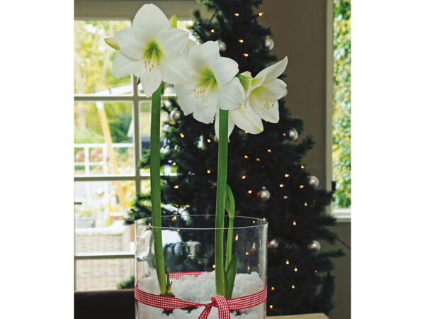 Amaryllis 2-grenet