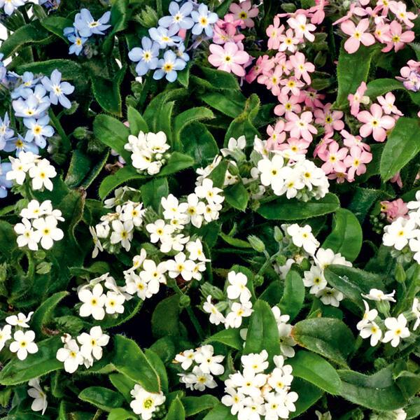 "Myosotis Trios" Vergissmeinnicht