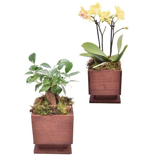 GARDENLINE Composizione rettangolare di piante