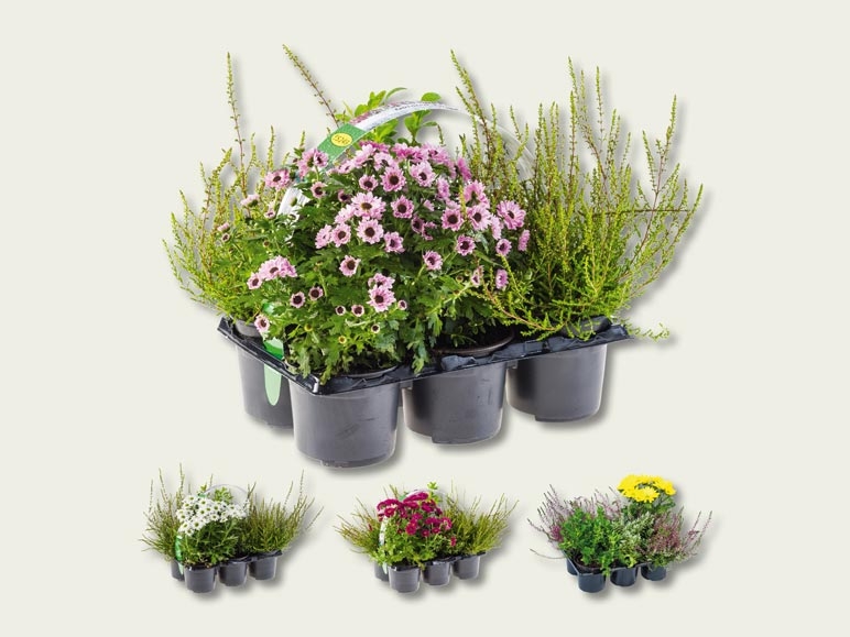Plantes d'extérieur (dès 8.9.)