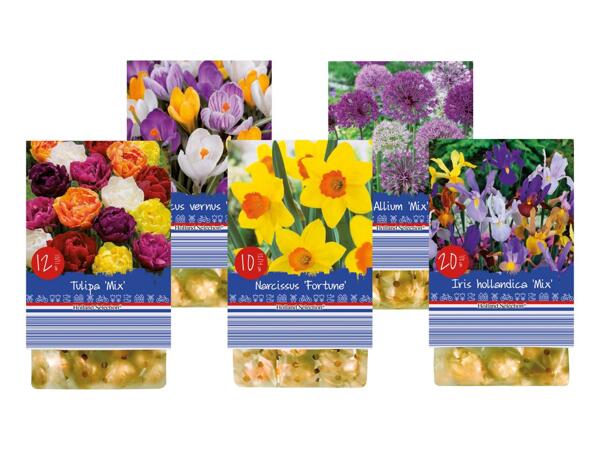 Flower Bulbs