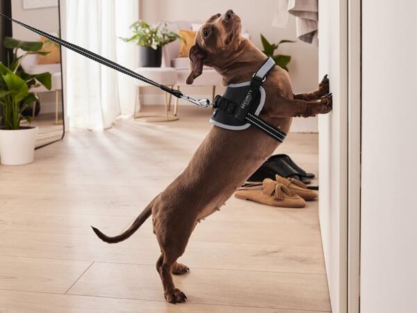 Dog Harness
