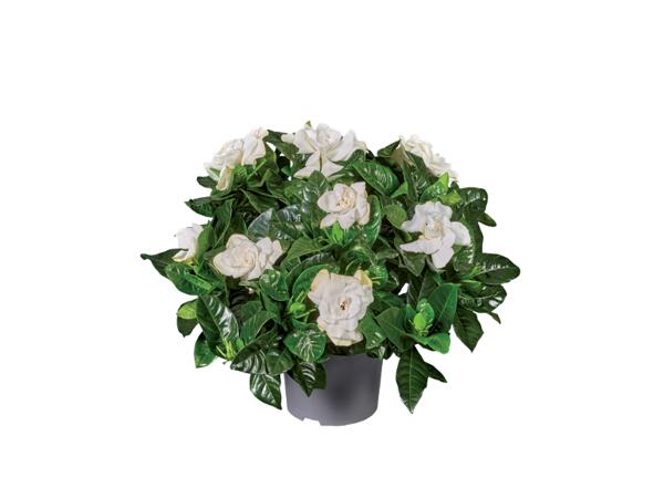Stephanotis Jasmine or Gardenia