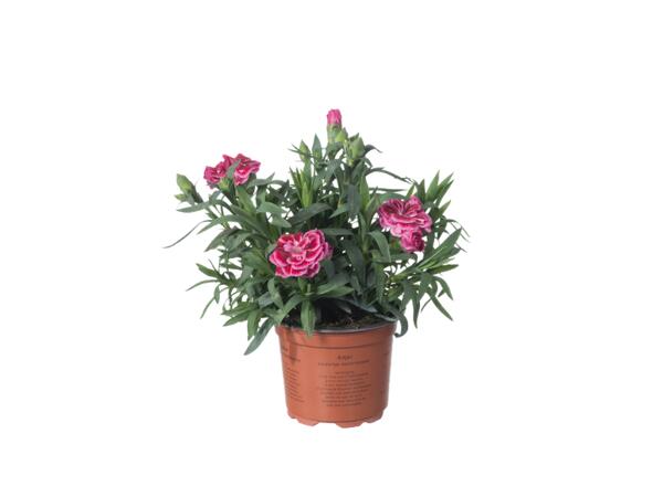 Carnations