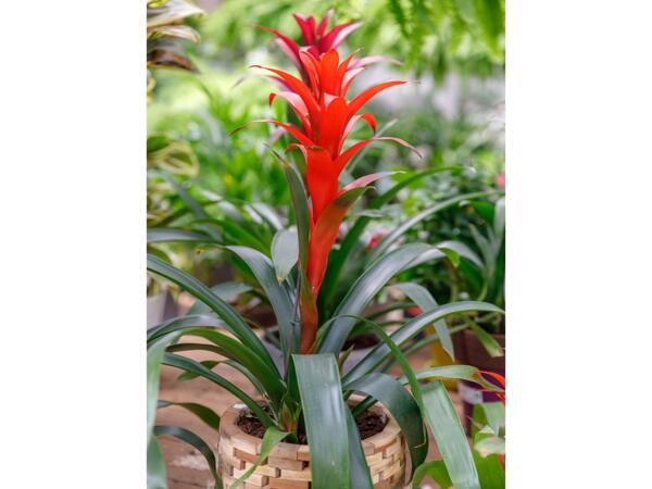 Bromelia