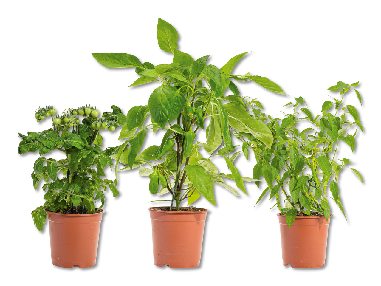 Légumes pour le balcon