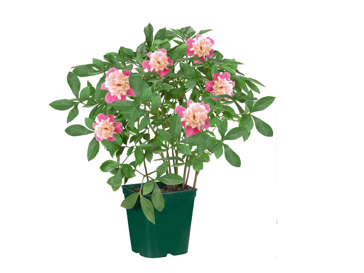 Pivoines