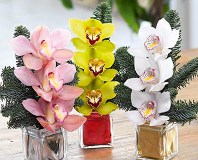Arrangement de cymbidiums