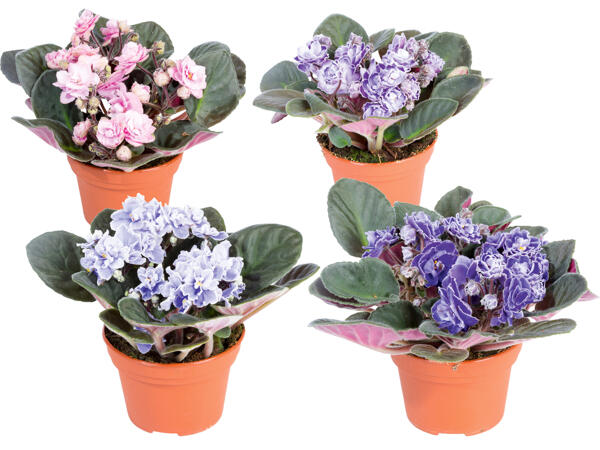 Usambara Veilchen „Sweet Violet"