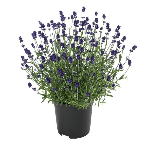 Zomerplant