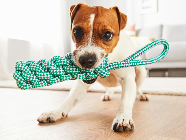 Dog Toy