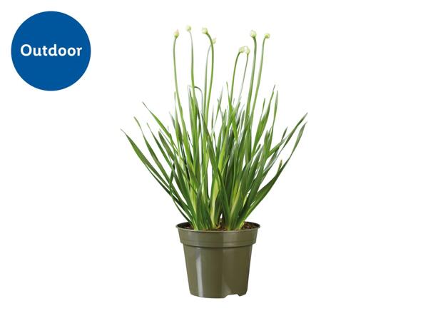Allium