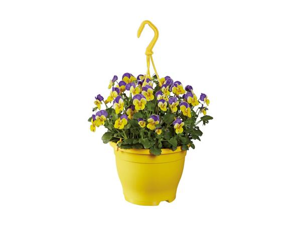 Ampel med hornviol