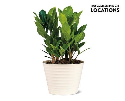 6" ZZ Plant