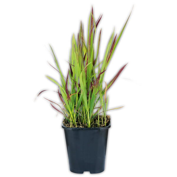Blutgras "Imperata Red Baron"