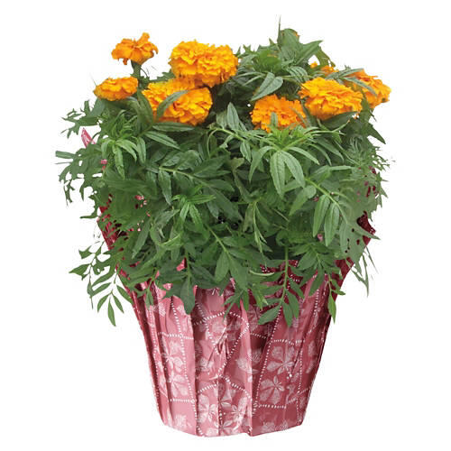 6" Marigolds - Assorted Color