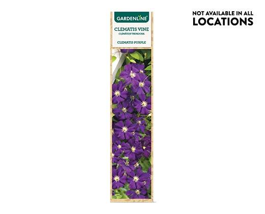 Gardenline Clematis Flowering Vine Assorted Varieties