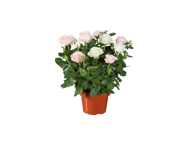 Rosor premium