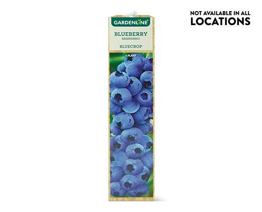 Gardenline Berry Bush Assorted Varieties