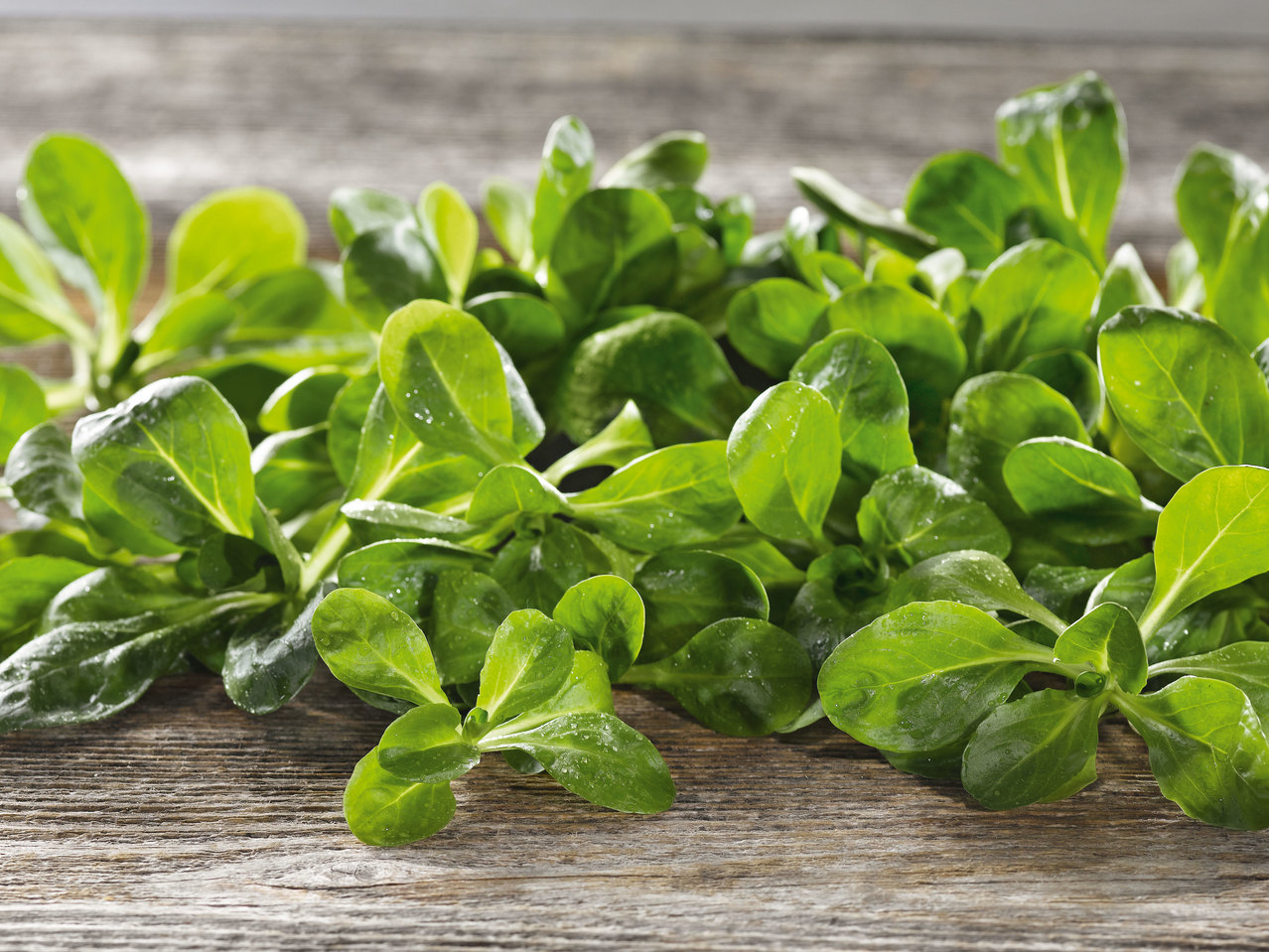 Österreichischer Vogerlsalat