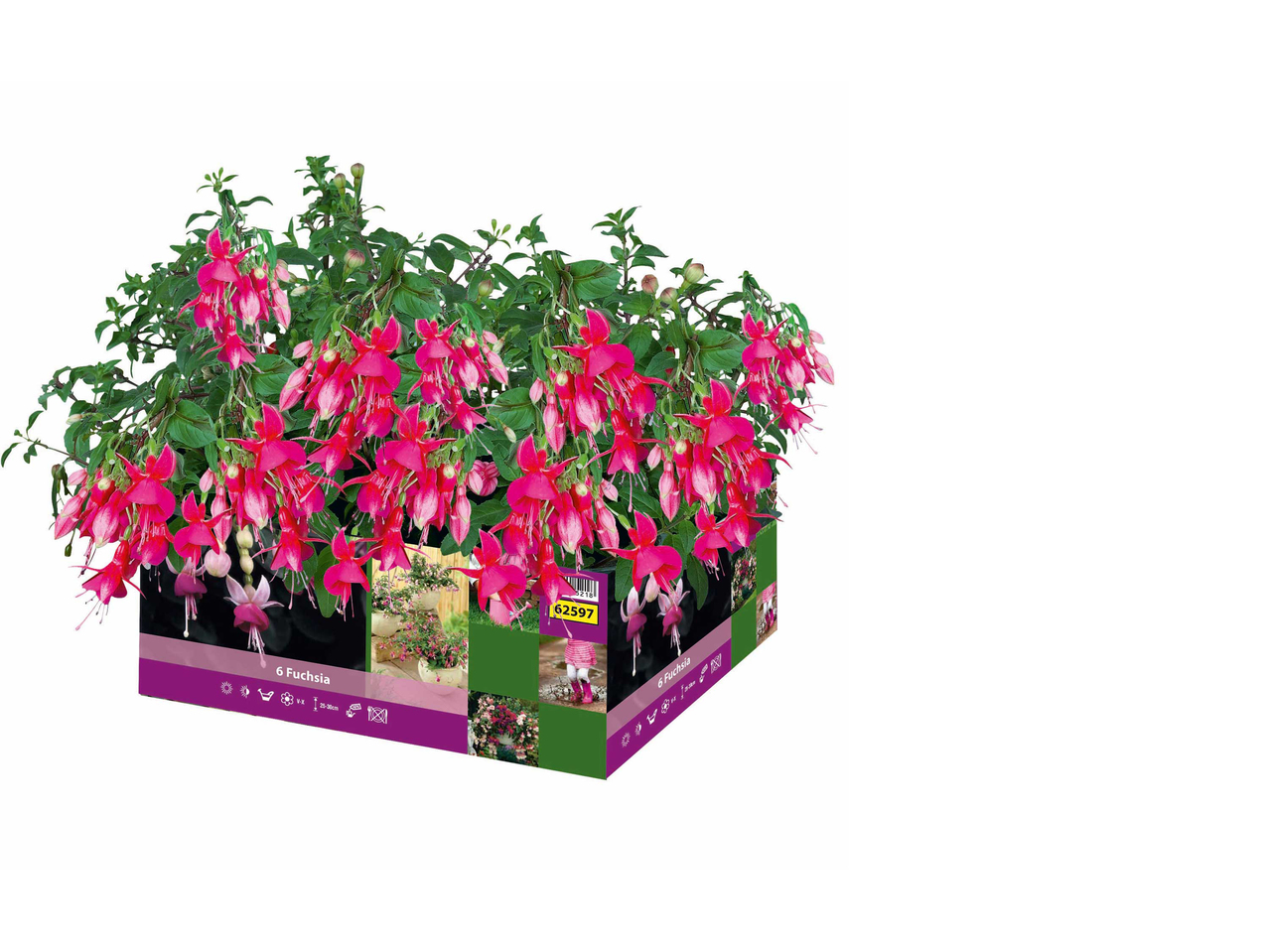 Fuchsia