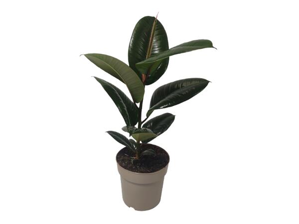 Green Plants