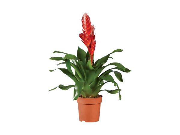 Bromelia
