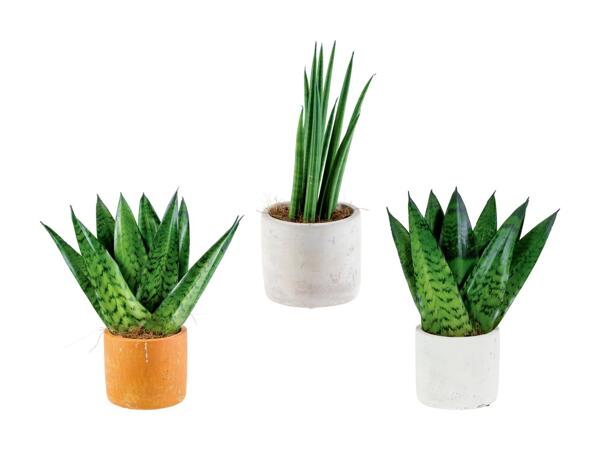 Plante "easy care" dans un pot en céramique