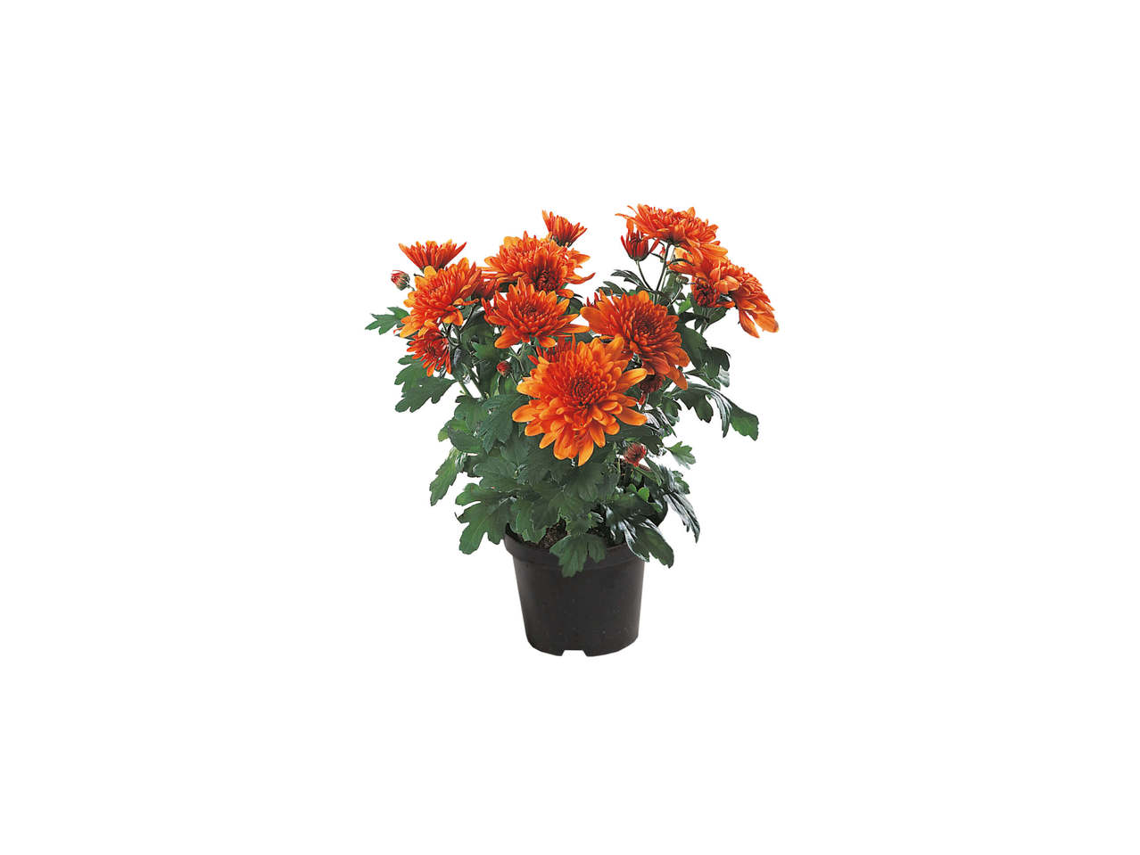 Chrysanthemum