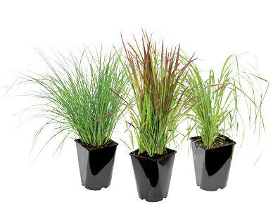 ERBE ORNAMENTALI RESISTENTI ALLE BASSE TEMPERATURE