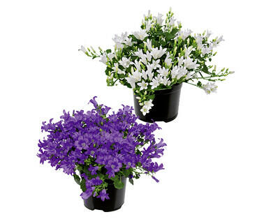 CAMPANULA