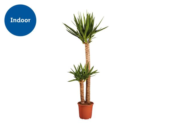 Large Houseplant