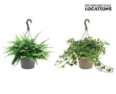 8" Foliage Assortment