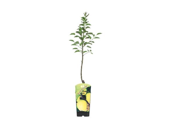 Minifrugttræ