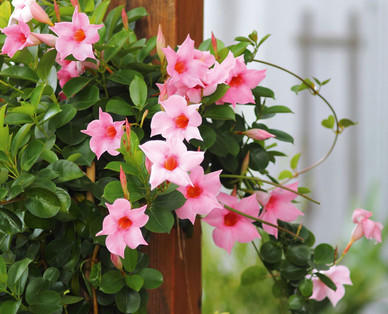 Dipladenia