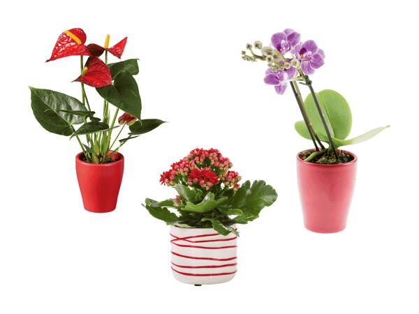Mini plante à fleurs dans un pot en céramique