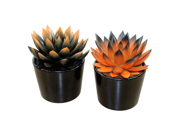 Halloween Succulents