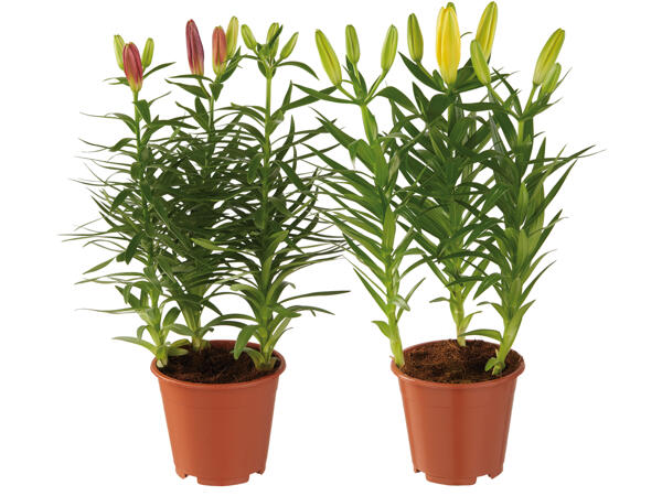 Asiatische Lilien