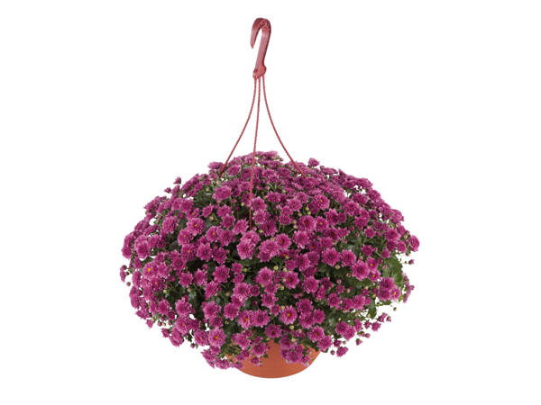 Chrysanthemum in Hanging Basket