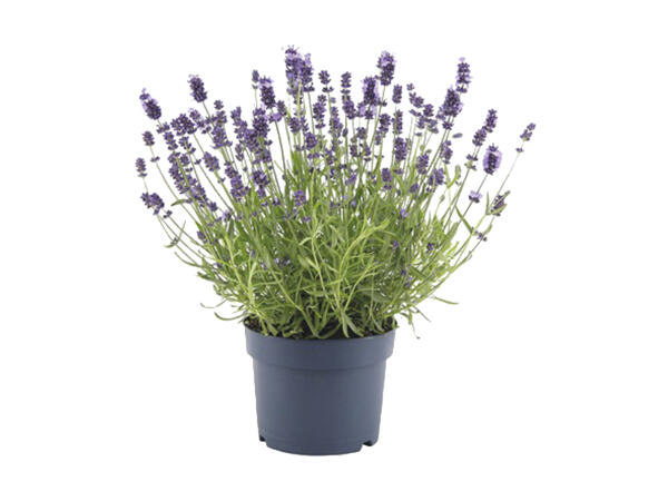 Lavendel Angustifolia