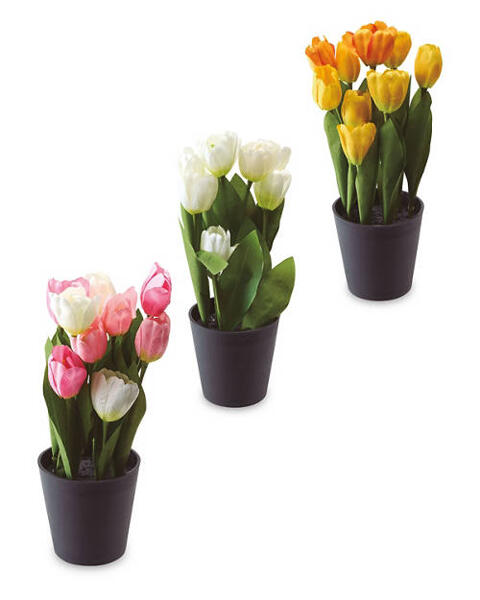 Tulip Bundle