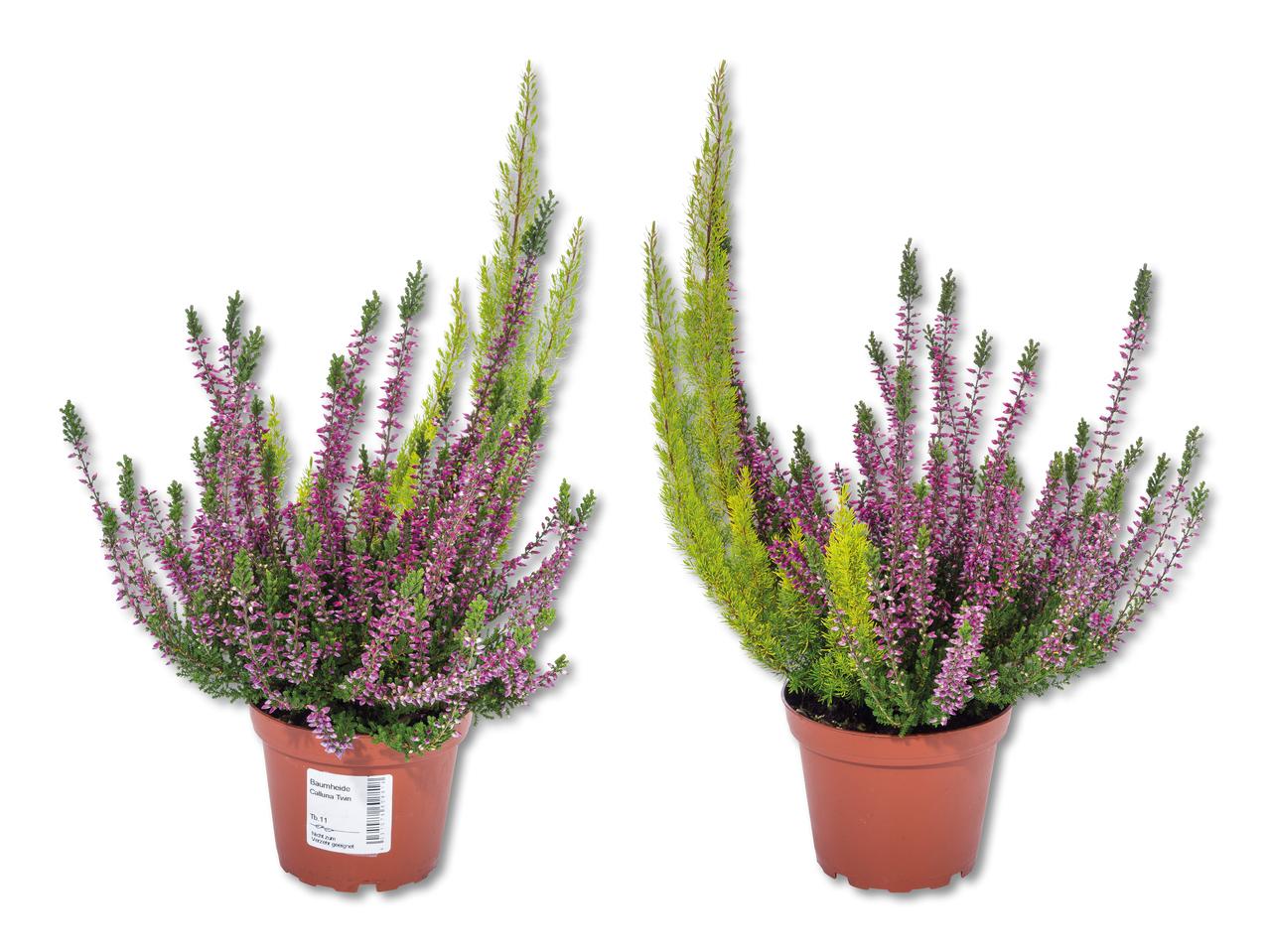 Erica calluna twin