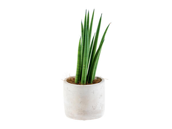Easy Care Plant