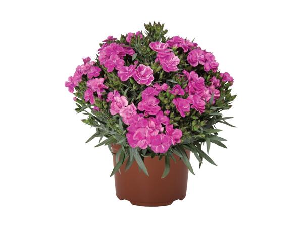 Dianthus Peman