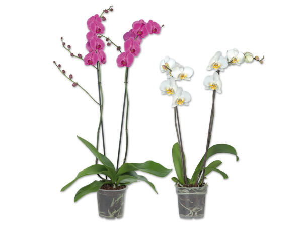 Orchidee