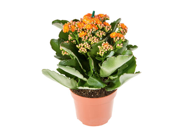 Halloween Kalanchoe Calandiva