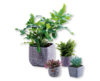 Plante verte